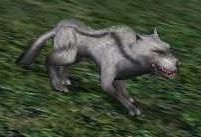 lvl13_st1_Sedy_vlk.jpg